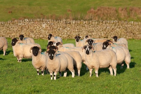 Domestic sheep