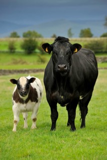 Domestic cattle