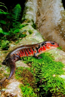 Fire Skink