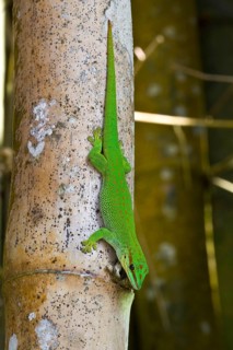 Diurnal Green Gecko