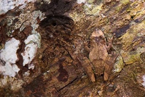 Treefrog