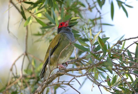 Green Figbird