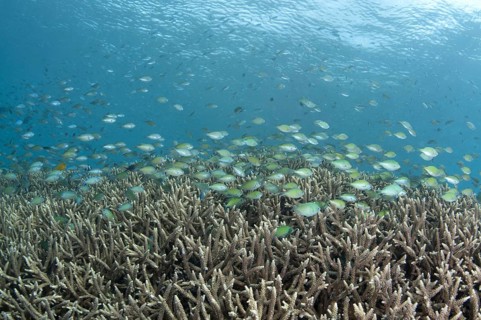 School of Green Chromis