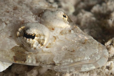 Longsnout flathead