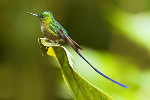 Violet-tailed sylph