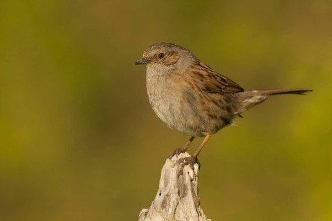 Dunnock