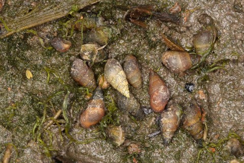 Peringia ulvae
