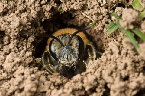 Red-crested Sand Bee
