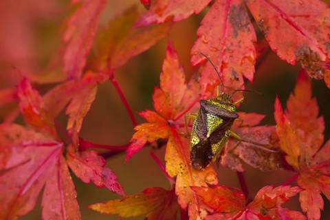 Hawthorn Shieldbug