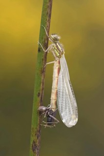 Early damselfly