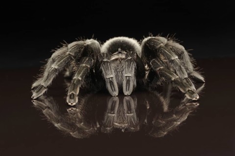 Black Uruguay bird spider
