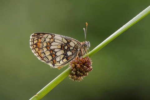 Mellicta athalia