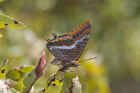 Two-tailed Pasha
