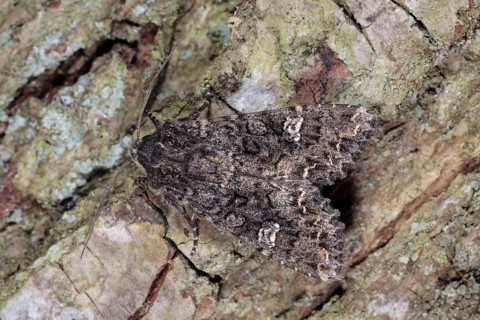 Cabbage Moth