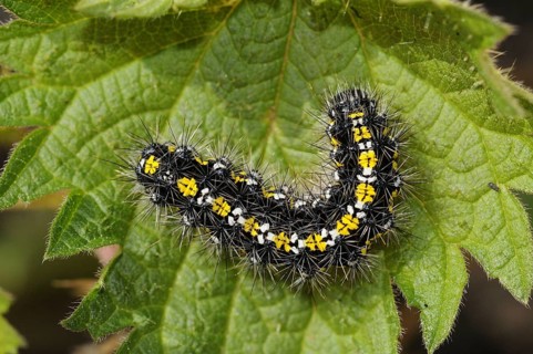 Scarlet tiger moth