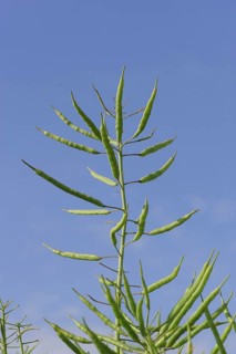 Oilseed Rape