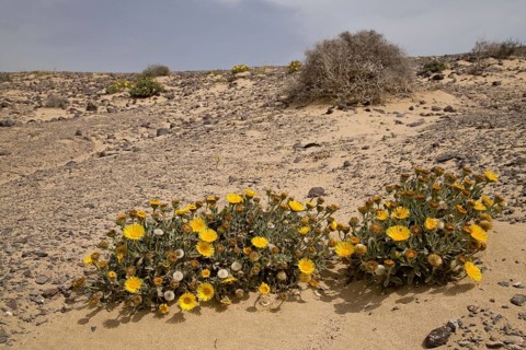Canary fleabane