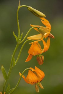 Columbia tiger lily
