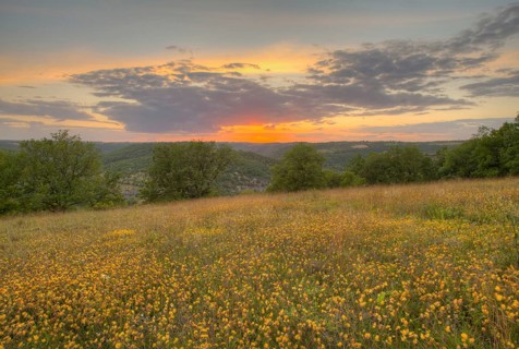 Kidney vetch