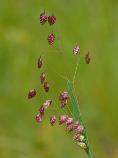 Common Quaking Grass
