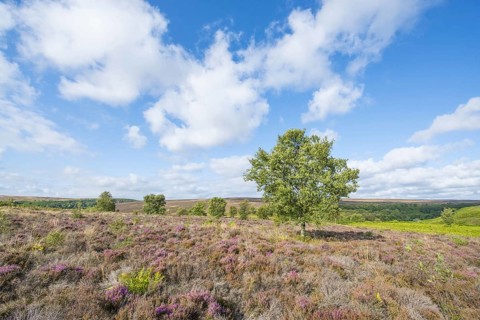 View of moorland habitat with flowering Common Heather