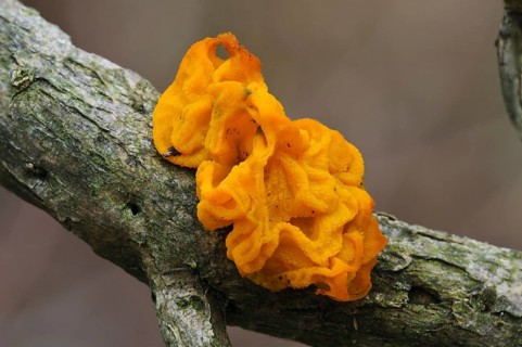Yellow Brain
