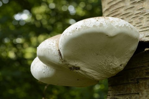Birch Polypore