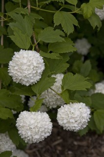 Stuffed guelder rose