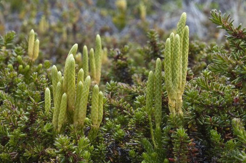 Magellanic Clubmoss