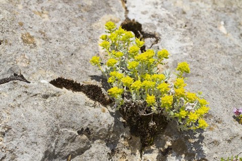 Rocky Germander