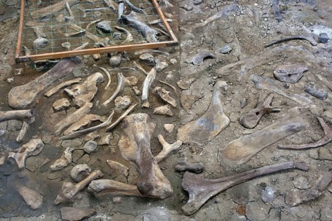 Fossil quarry