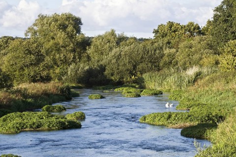 View of the chalk stream habitat