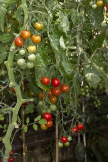 Tomato