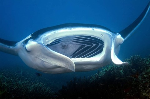 Manta ray