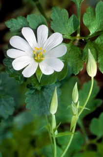 Greater Stitchwort