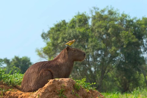 Capybara