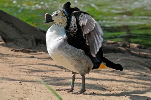 Humpbacked lance duck