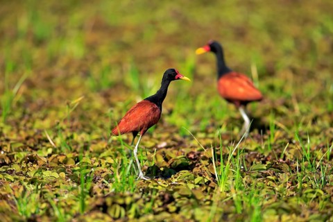 Wattled jacana