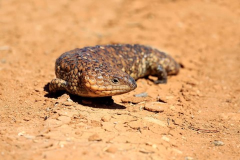 Tiliqua rugosa