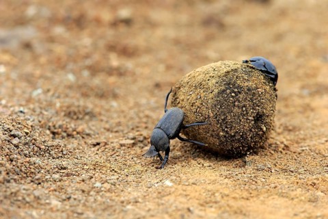 Dung beetle