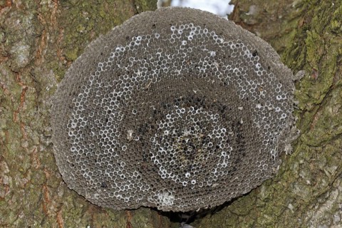Wasps' nest