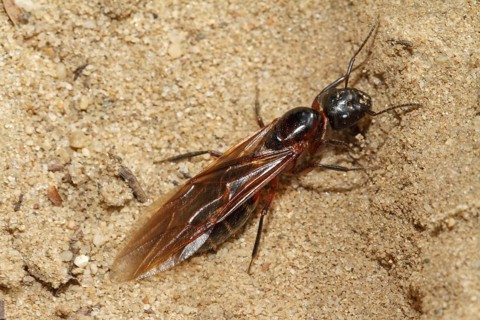 Black horse ant