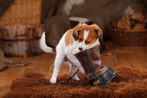 Kooikerhondje