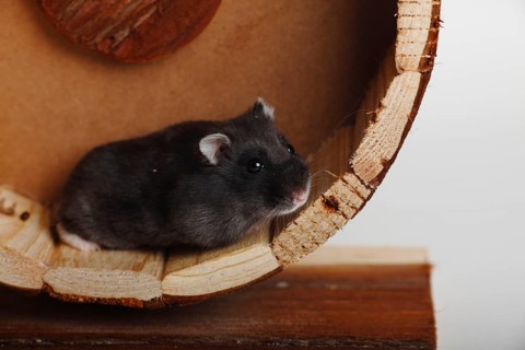 Djungarian hamster