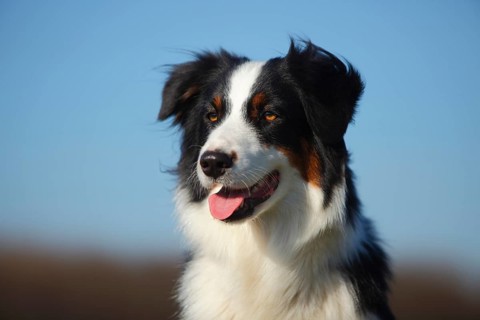 Australian Shepherd