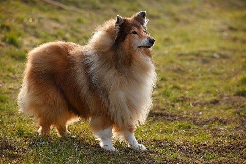 Scottish shepherd dog