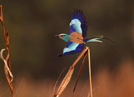 Abyssinian Roller