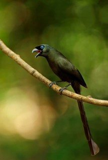 Adult