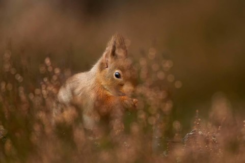 Eurasian red squirrel
