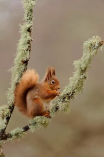 Eurasian red eurasian red squirrel
